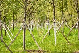 Wooden Stakes In Cut Forest Stock Photo