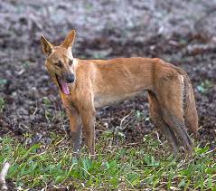 Dingo Wikipedia