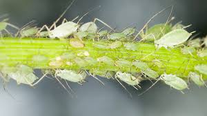 Get Rid Of Aphids In Our Herb Garden