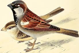 The Great Sparrow War Of The 1870s