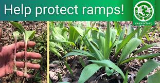 Foraging Ramps Best Practices For