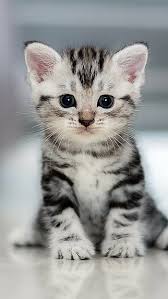 Cute Baby Cat Hd Wallpapers Pxfuel