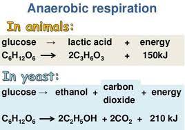 Diffeiate Between Aerobic And