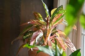 20 Low Light Indoor Plants That Need No