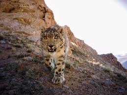 Fight To Protect The Snow Leopard