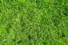 Bahia Grass Right For Your Florida Lawn