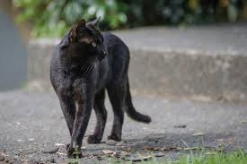Spiritual Meaning Of Black Cats