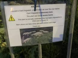 Toxic Plant Warning For Glasgow Pas