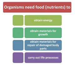 Nutrition In Plants
