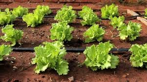 Kitchen Garden Lettuce Vegetable