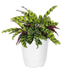 United Nursery Calathea Rattlesnake