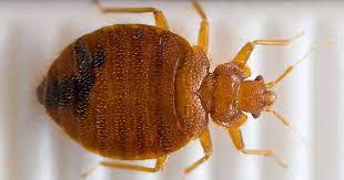 Signs Of Bedbugs And How To Get Rid Of