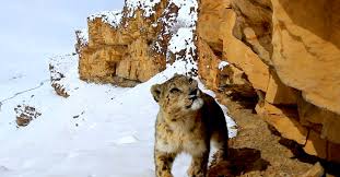 Snow Leopards Of Asia S Mountains