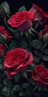 Premium Photo Red Roses Wallpapers