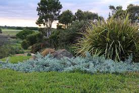 Are Australian Native Plants Better