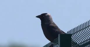 Two Black Crow Rooks Flap Wings In