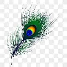 Peacock Feather Png Vector Psd And