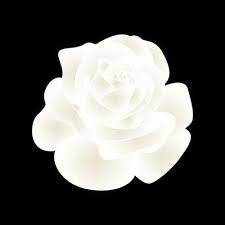 White Rose Vector Art Icons And