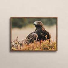 Bald Eagle Wall Art Young Bald Eagle