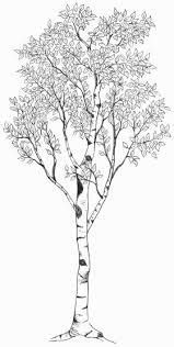 Birch Tree Aspen Trees Tattoo