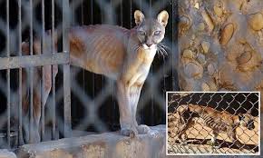 Venezuelans Eat Rats And Dogs As The