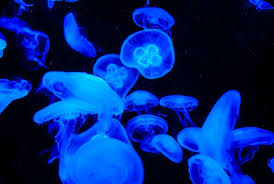 Blue Jellyfish Blue Wallpapers