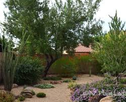 Home Gardening In The Desert