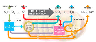 Cellular Respiration Bio Quiz Diagram