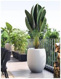 Enzo Large Planter At Rs 11449 Piece