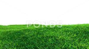 Green Grass Field Isolated On White