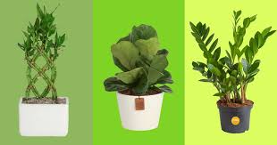 45 Best Indoor Plants On 2023
