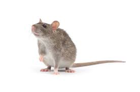 Protecting Your Home Against Rodents