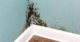 Mould To Start Reappearing In Homes