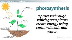 Photosynthesis Function Purpose
