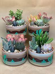 Premium Succulent Garden