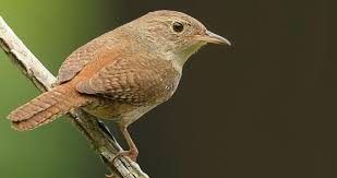 House Wren Overview All About Birds