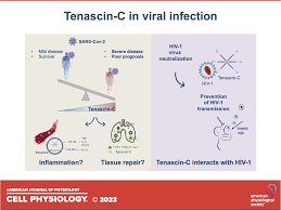 Tenascin C In Infection