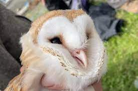 Birth Of 3 Red Listed Barn Owl