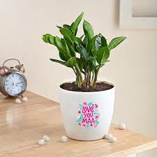 Air Purifying Indoor Plants