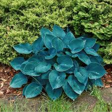 Blue Mix Hosta Bulbs