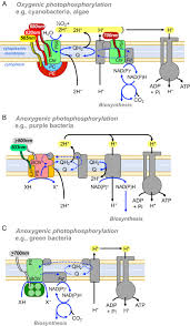 Photosynthetic Phosphorylation An