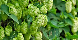 Are Hops Toxic To Dogs Cats Nhv