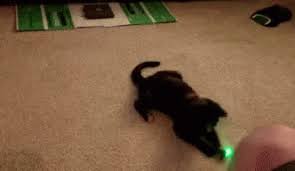 cat laser gifs tenor
