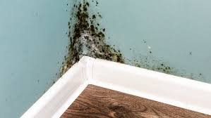 How To Get Rid Of Mold