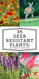Top 35 Texas Deer Resistant Plants