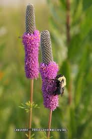 Purple Prairie Clover Dalea Purpurea