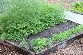 Summer Planting