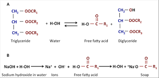 Biodiesel Transesterification