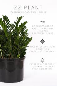 Master List Of Low Light Houseplants