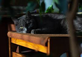 Houseplants Poisonous To Cats Sleepy